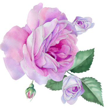 Suluboya güller, el çizimi çiçekler, izole edilmiş pembe çiçekler..