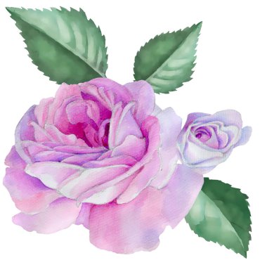 Suluboya güller, el çizimi çiçekler, izole edilmiş pembe çiçekler..