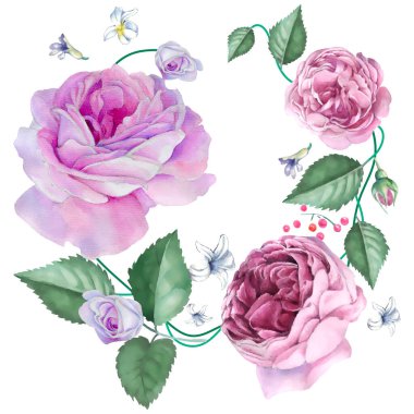 Suluboya güller, el çizimi çiçekler, izole edilmiş pembe çiçekler..