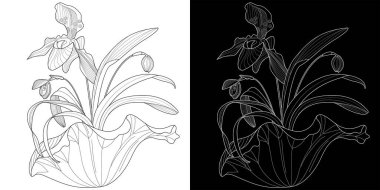 Sanat terapisi boyama sayfası. Çocuklar ve yetişkinler için boyama kitabı antistresi. Kuşlar ve çiçekler klasik tarzda çizilmiş. Doğaya daha bağlı hissetmek isteyenler için ideal..