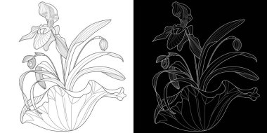 Sanat terapisi boyama sayfası. Çocuklar ve yetişkinler için boyama kitabı antistresi. Kuşlar ve çiçekler klasik tarzda çizilmiş. Doğaya daha bağlı hissetmek isteyenler için ideal..