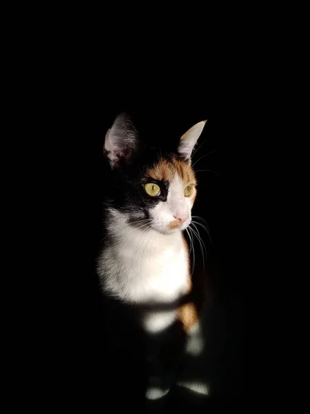 healthy calico cat looking illuminated by sunlight on black background