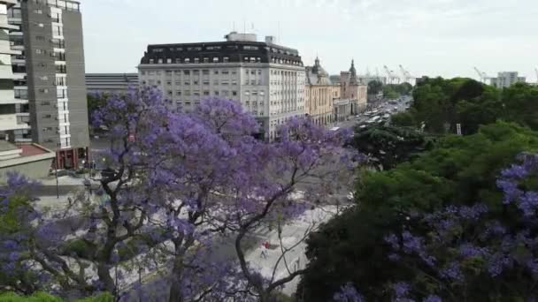 ブエノスアイレスのレティロ地区で紫に咲くジャカランダの木 — ストック動画