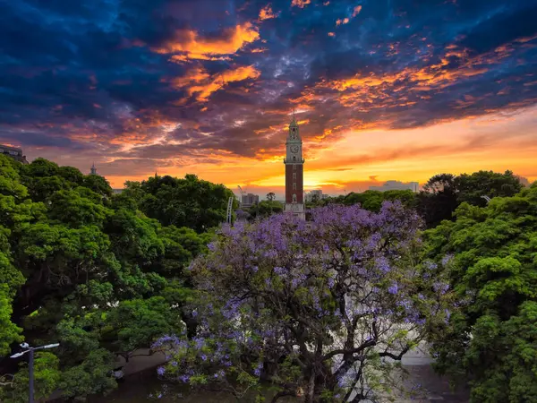 tree with jacaranda flowers on a sunset in the Plaza San Martin and the English clock tower in Retiro