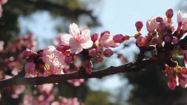 Çiçekli bir günde çiçek açan kiraz ya da Japon sakura ağaçları.