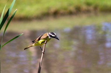 benteveo bird or known as Ugly Bug about to go fishing in a lagoon clipart