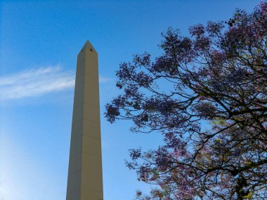 Buenos Aires dikilitaşında menekşe çiçekli bir jacaranda ağacı