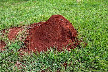 Misiones, Arjantin 'deki Karınca Tacuru tepeciği. Yeşil çimenler üzerinde doğal kırmızı toprak yapısı, zengin biyolojik çeşitlilik ve ekosistem mühendisi böcekleri sergiliyor.