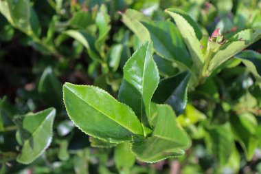 Yeşil çay yapraklarının tepeden tırnağa görüntüsü yüzeye yansıyan güneş ışığını yakalıyor ve hassas damarlarını ortaya çıkarıyor. Misiones, Arjantin 'de doğal güzellik ve detay.