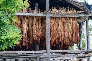 Tütün kurutma kulübelerinin panoramik manzarası, kırsal alana entegre edilmiş. Bu sektörün ikilemini yansıtıyor: eyaletin bir ekonomik sürücüsü ve tarım kimyasalları ve sağlığıyla ilgili bir endişe kaynağı.