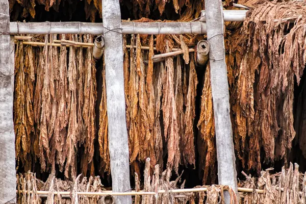 Santiago kırsalındaki eski tütün kurutma hangarları, zanaatkar yaprak iyileştirme sürecinin tanıkları. Köklü yerel tarım kültürünün ve bunun bölge üzerindeki ekonomik etkisinin kanıtı.