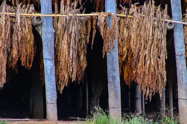 Santiago semaları altında tütün kurutma hangarları birçok ailenin geçimini simgeliyor. Tütünün zararlı etkileri ve böcek ilacı kullanımı hakkındaki tartışmalara rağmen, bölge ekonomisi için öneminin kanıtı.