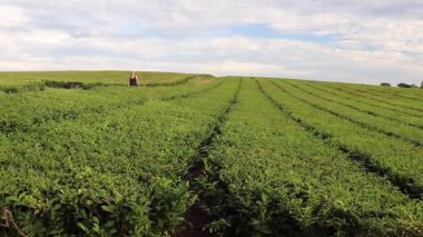Misiones, Arjantin 'deki çay tarlalarının genel manzarası. Ekinlerin arasında yuvarlanan tepeler ve yollar, hasat sırasında şapkalı bir kadın tarafından yönetiliyor..