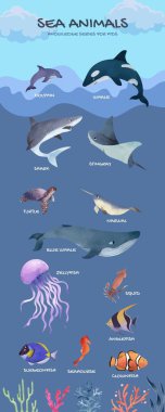 Mavi Basit Deniz Hayvanları Bilgileri