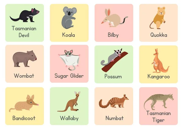 Australian Marsupial Animals Colorful Flashcards Memory Game — Stock Photo, Image