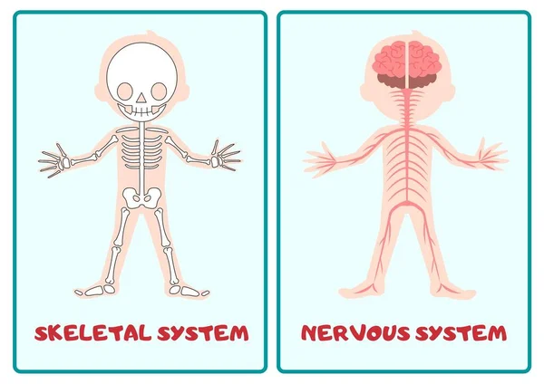 Body Systems Flashcard Muscular Circulation Nerve Respiration Primary School Anatomy - 2