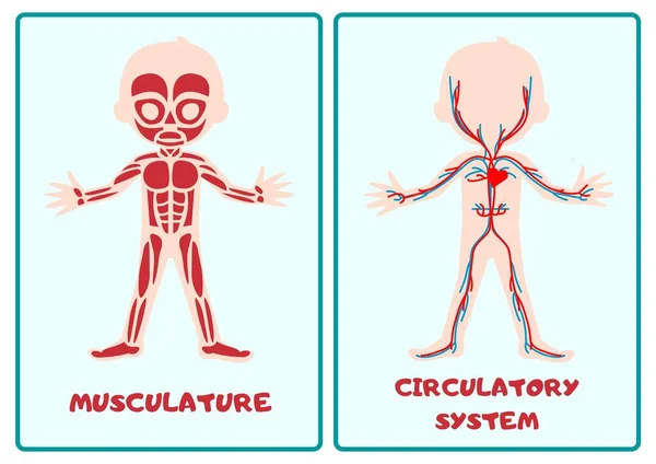 ボディシステムフラッシュカード筋肉循環神経呼吸小学校解剖学 — ストック写真
