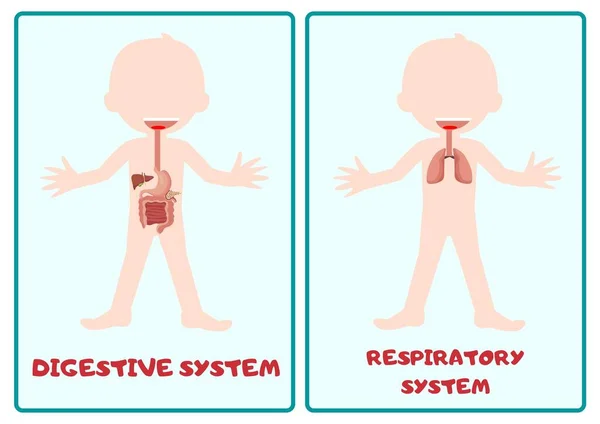 Body Systems Flashcard Muscular Circulation Nerve Respiration Primary School Anatomy - 4