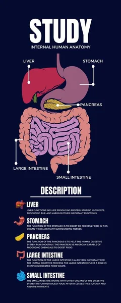 Sötétkék Egyszerű Oktatás Tanulás Belső Emberi Anatómia Infografika — Stock Fotó