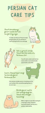 Yeşil ve Krem Resimli Oyuncu Farsça Kedi Bakımı İpuçları BilgisiName