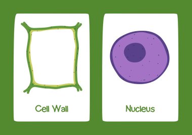 Yeşil Beyaz Çizimli Bilim Santrali Hücre Kartı - 3