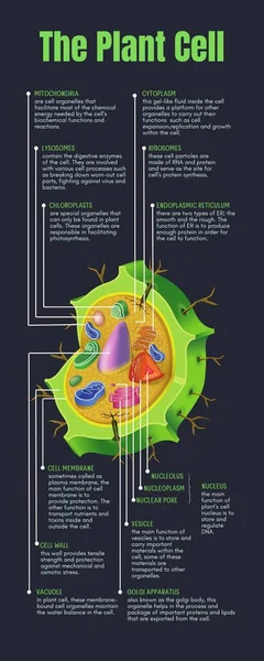 植物細胞の緑の部分インフォグラフィック — ストック写真
