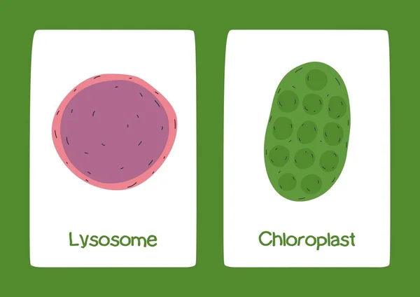 緑の白いイラスト科学植物細胞フラッシュカード — ストック写真