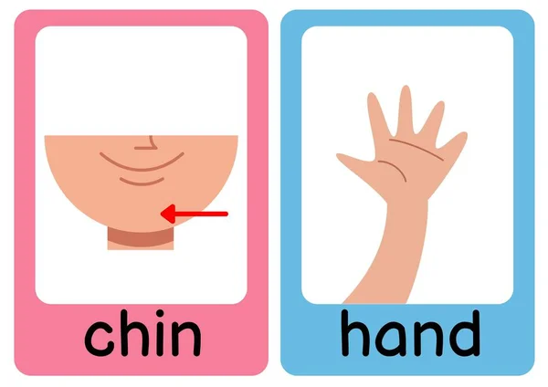 Illustrative Colorful Body Parts Flashcards - 8