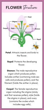 Bilim Çiçeği yapısı INFOGRAPHIC