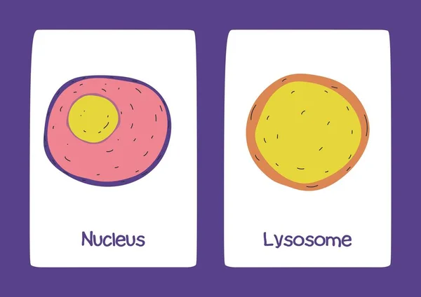 紫白科学動物細胞フラッシュカード — ストック写真