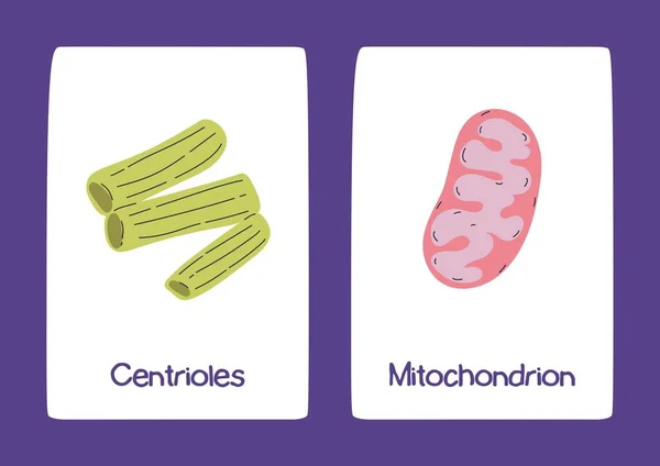 紫白科学動物細胞フラッシュカード — ストック写真