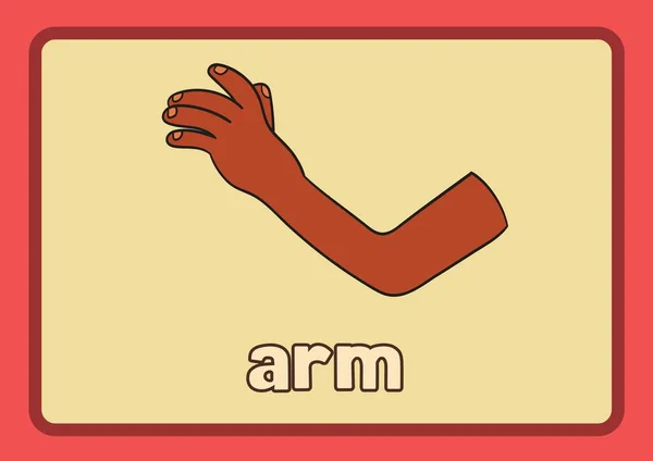 Vermelho Amarelo Desenhado Mão Partes Corpo Flashcard — Fotografia de Stock