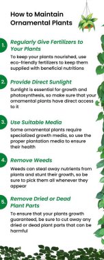 Beyaz ve Yeşil Yaprak Basit Bitki Bakımı BilgileriName