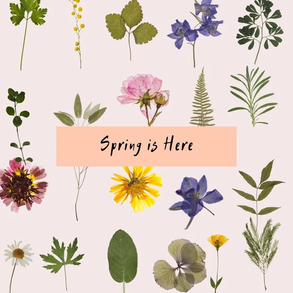 Pale Pink Colorful Pressed Flower Spring Instagram — Stock Photo, Image