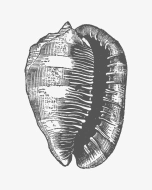 Casis Madagascariensis Tablo Yazdırma