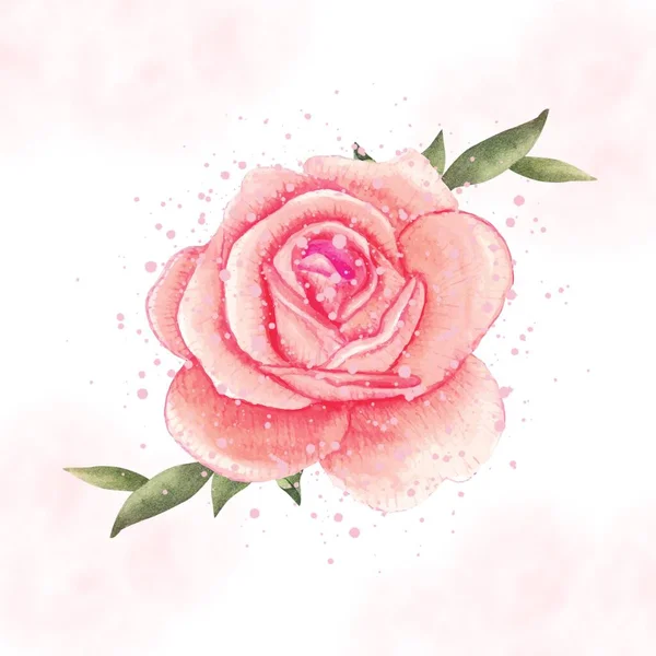 Růžová Krásná Přírodní Plátno Tisk — Stock fotografie