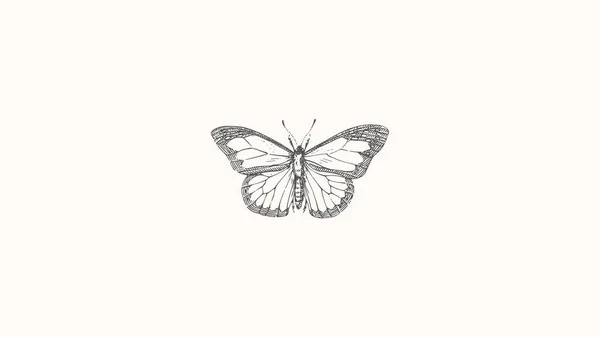 Kelebek Sanat Grafik Tasarımı — Stok fotoğraf