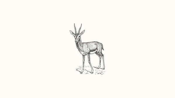 Gazelle Desktop Wallpaper Art Graphic Design — Stok fotoğraf