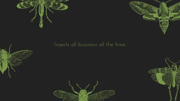 Gray Green Insect Drawing Entomology Beautiful Desktop Wallpaper
