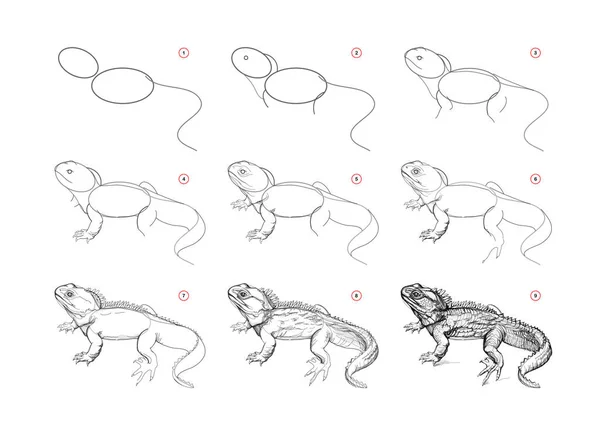 Page Shows How Learn Draw Sketch New Zealand Lizard Tuatara — Stock vektor