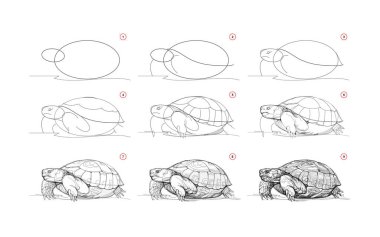 Page shows how to learn to draw sketch a desert animal turtle. Pencil drawing lessons. Educational page for artists. Textbook for developing artistic skills. Online education. Vector illustration.