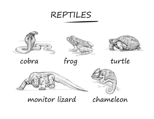 Set Black White Isolated Drawings Reptiles Wildlife Animals Illustrations Encyclopedia — Stockvektor