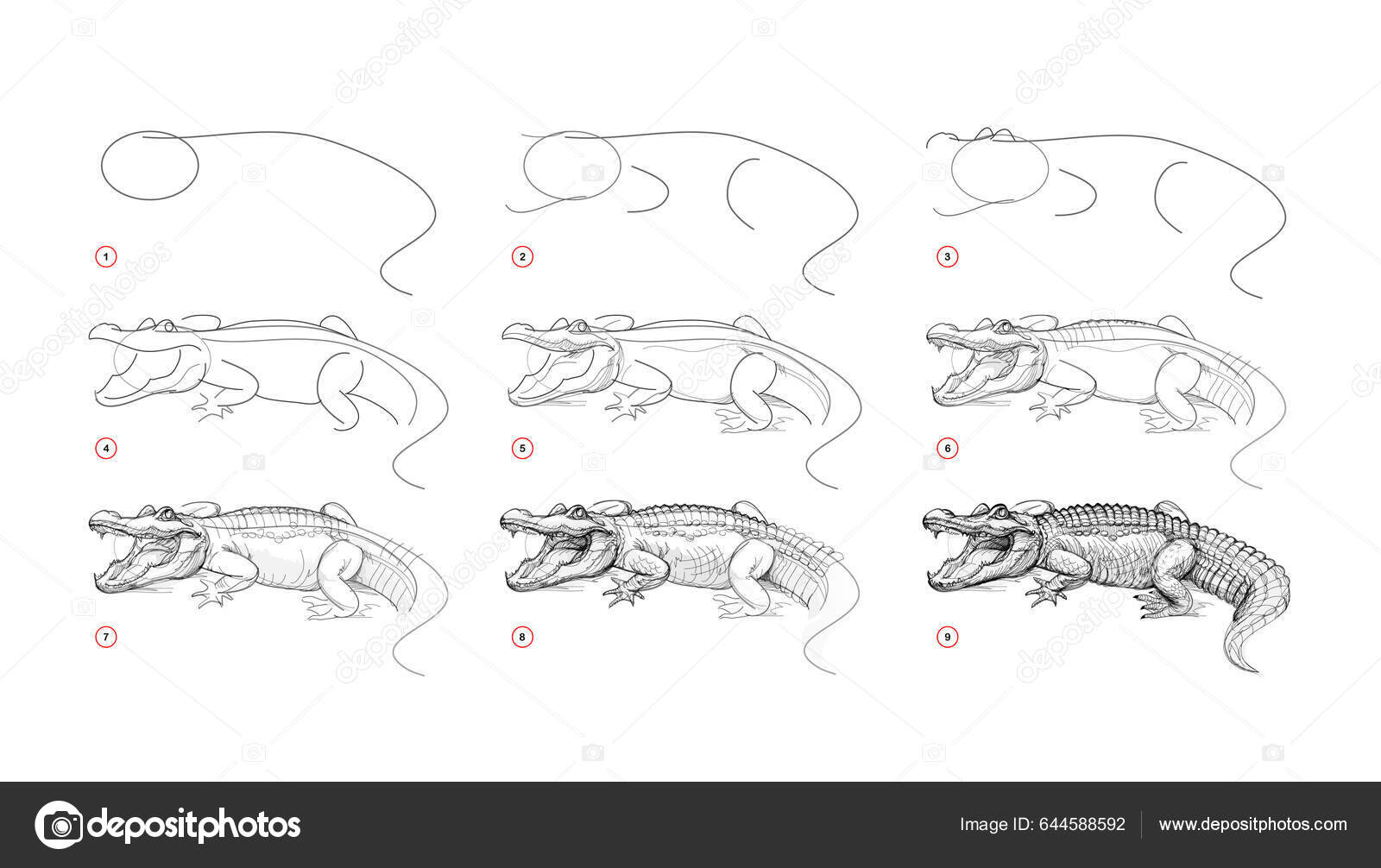 Como Desenhar Uma Ilustração Vetorial Crocodilo Desenhe Jacaré Passo Passo  imagem vetorial de NutkinsJ© 656332800