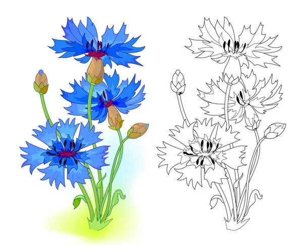 Kolorowy Czarno Biały Szablon Kolorowania Ilustracja Niebieskiego Kwiatu Kukurydzy Narysuj — Wektor stockowy