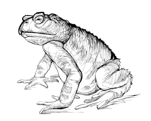 Illustration Crapaud Assis Animaux Amphibiens Dessin Isolé Noir Blanc Reptile — Image vectorielle
