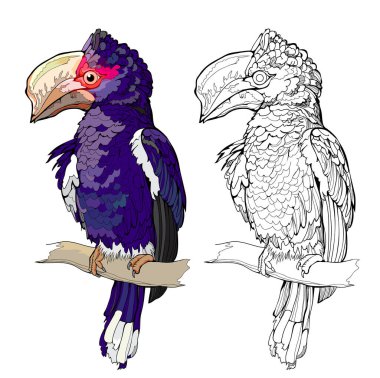 Boyama kitabı için renkli, siyah ve beyaz sayfa. Şirin bir Afrikalı trompetçi boynuz gagasının resmi. Çocuklar için basılabilir çalışma tablosu. Düz klip çizimi. Vektör çizgi film görüntüsü. Çocuklar için Hayvanlar