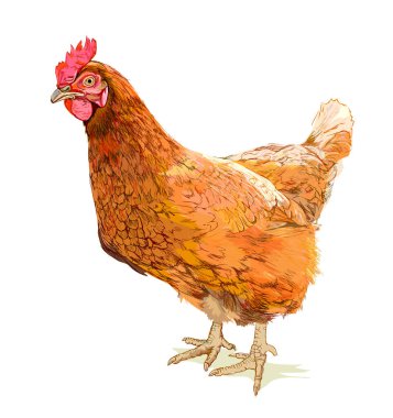 Breton tavuğunun çizimi. El çizimi düz vektör görüntüsü. Çocuklar için hayvanlar. Çiftlikteki tavuk çizimi. Çocuk masalı kitabı ya da ansiklopedisi için kapak resmi. Tarım kuşları.