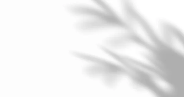 Реалистичные Размытые Листья Естественного Света Пальмовая Оконная Тени Накладываются Настенную — стоковый вектор