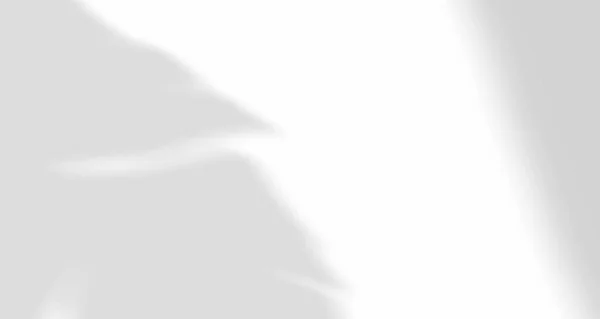 Реалистичные Размытые Листья Естественного Света Пальмовая Оконная Тени Накладываются Настенную — стоковый вектор