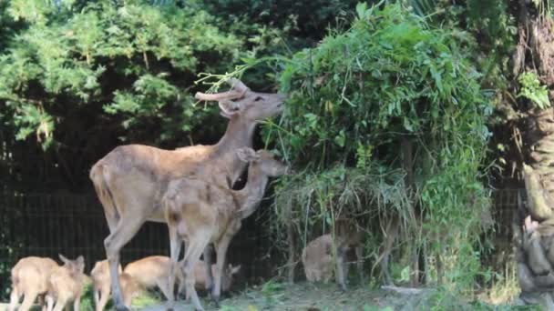 Herd Deer Eat Grass Provided Zoo Staff — Vídeo de Stock